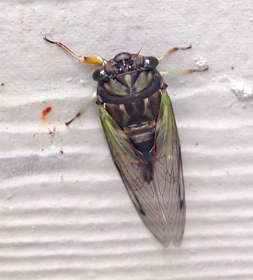 [The cicada is on a white exterior wall. It has dark eyes, a black semicircular band between the head and body, and black and green sections on its head and body. The innermost edges of its wings are green. Its legs are mostly clear as they transition to light brown.]